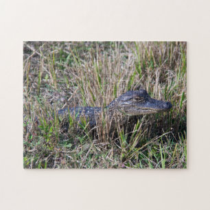 Alligator Baby Wetland Florida Foto Puzzle