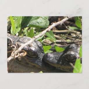 Alligator Babys Postkarte