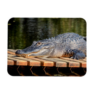 Alligator bei Homosassa Springs Wildlife Staat Par Magnet