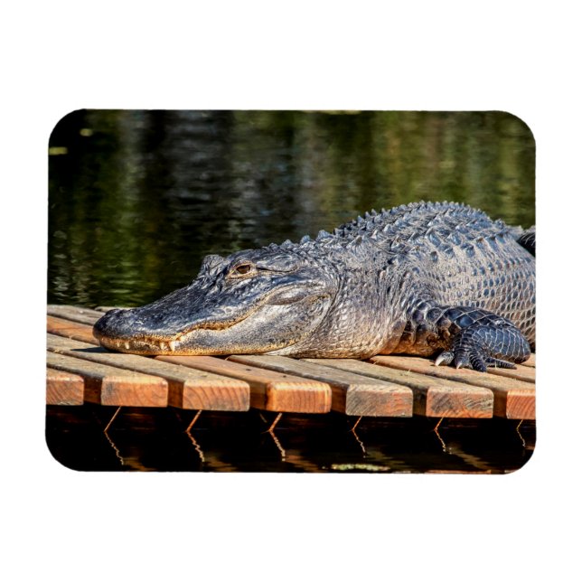 Alligator bei Homosassa Springs Wildlife Staat Par Magnet (Horizontal)