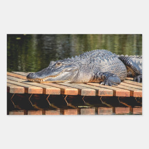 Alligator bei Homosassa Springs Wildlife Staat Par Rechteckiger Aufkleber