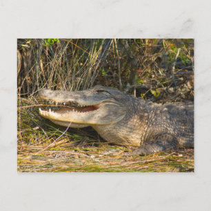 Alligator, Canaveral National Seashore, Florida Postkarte