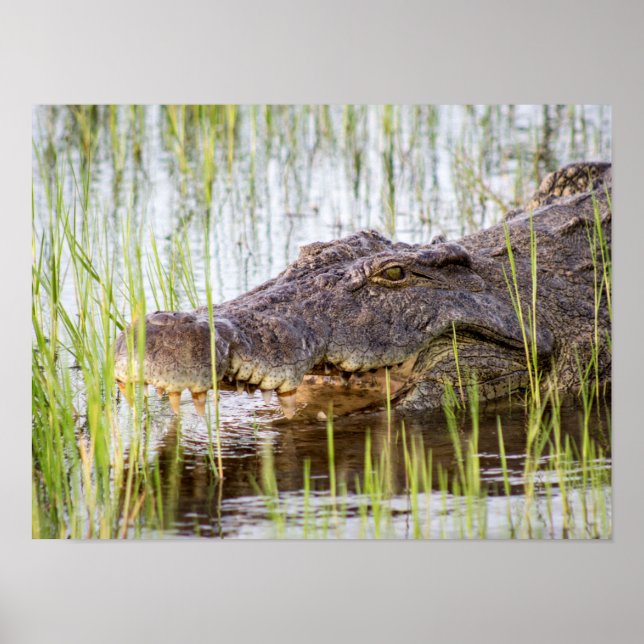 Alligator Crocodiles Wildlife Africa Poster (Vorne)