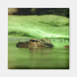 Alligator, der aus dem Wasser schaut Magnet