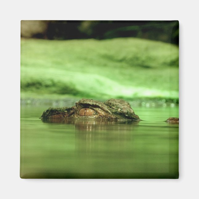 Alligator, der aus dem Wasser schaut Magnet (Vorne)