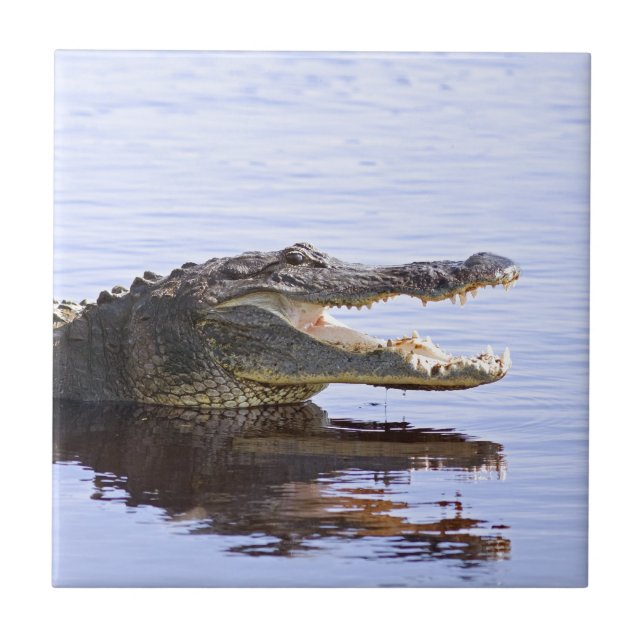 Alligator Fliese (Vorderseite)