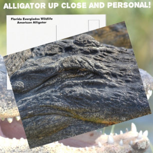 Alligator Florida Everglades Nahaufnahme Fotografi Postkarte