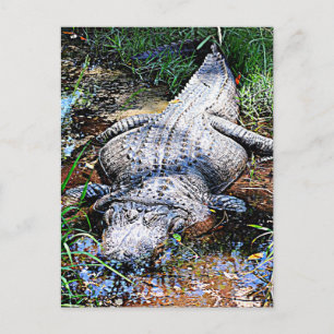 Alligator (Florida, Louisiana und Mississippi) Postkarte