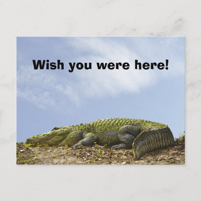 Alligator Florida Sun Foto "Wish You Were here" Postkarte (Vorderseite)