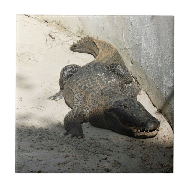 Alligator, Fort Lauderdale, Florida Fliese (Vorderseite)