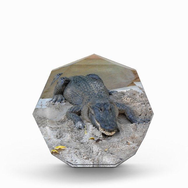 Alligator, Fort Lauderdale, Florida Fotoblock (Vorderseite)