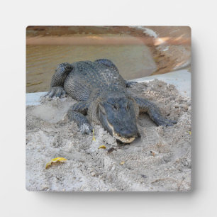 Alligator, Fort Lauderdale, Florida Fotoplatte