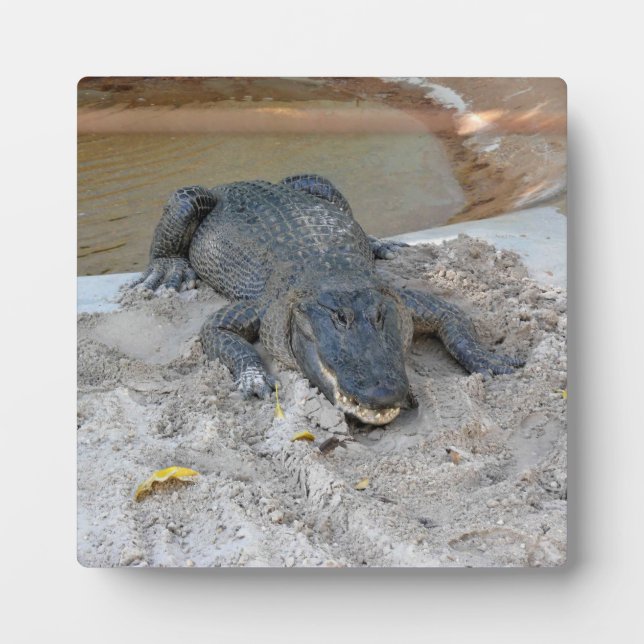 Alligator, Fort Lauderdale, Florida Fotoplatte (Vorderseite)