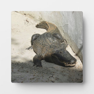 Alligator, Fort Lauderdale, Florida Fotoplatte