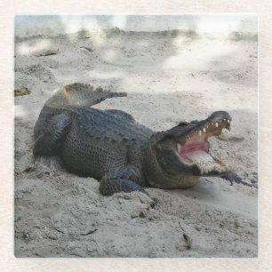 Alligator, Fort Lauderdale, Florida Glasuntersetzer