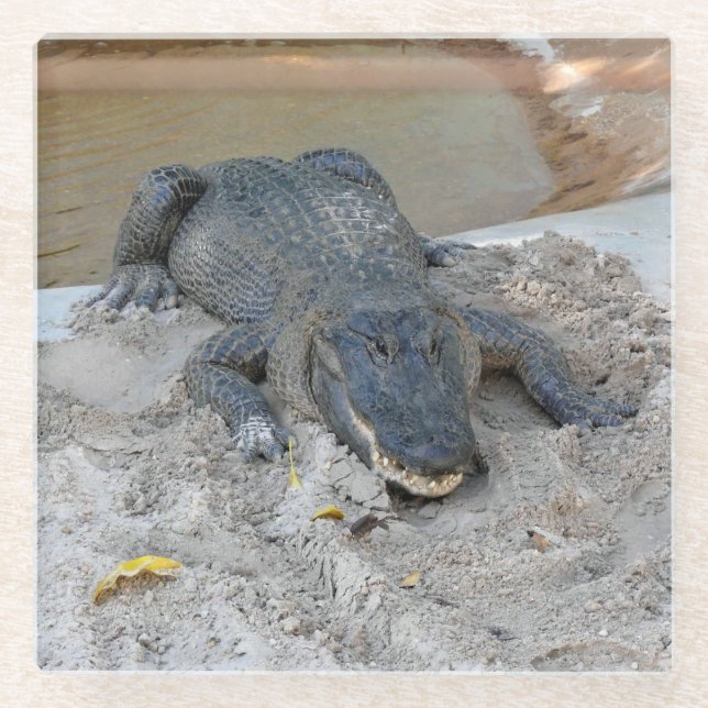 Alligator, Fort Lauderdale, Florida Glasuntersetzer (Vorderseite)