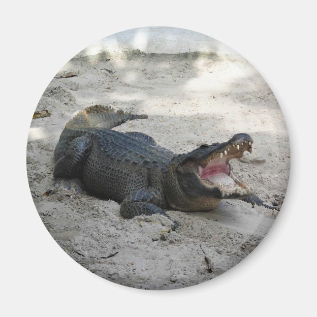 Alligator, Fort Lauderdale, Florida Magnet (Vorne)