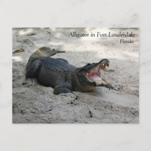 Alligator, Fort Lauderdale, Florida Postkarte