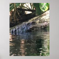 Alligator Foto