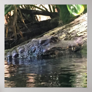 Alligator-Foto Poster