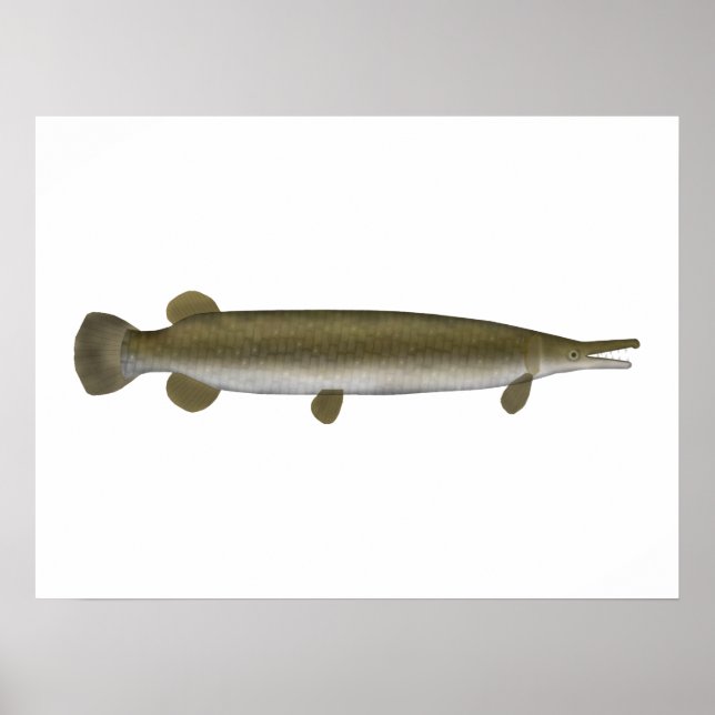 Alligator Gar Poster (Vorne)