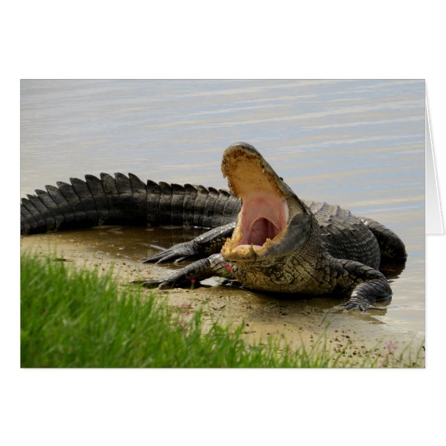 Alligator-Gesicht für Sie (Vorderseite (Horizontal))
