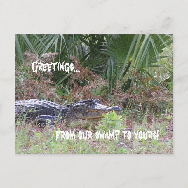Alligator Greetings Postcard Postkarte (Vorderseite)