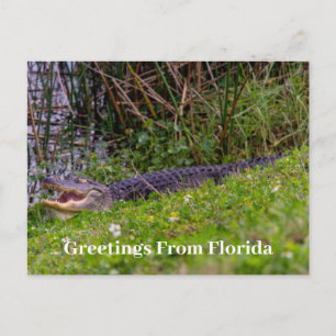 Alligator Greetings von Florida Personalize Postkarte