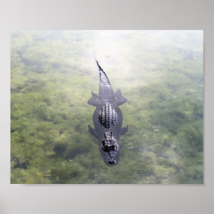Alligator im Blue Hole, Big Pine Key, Florida Poster
