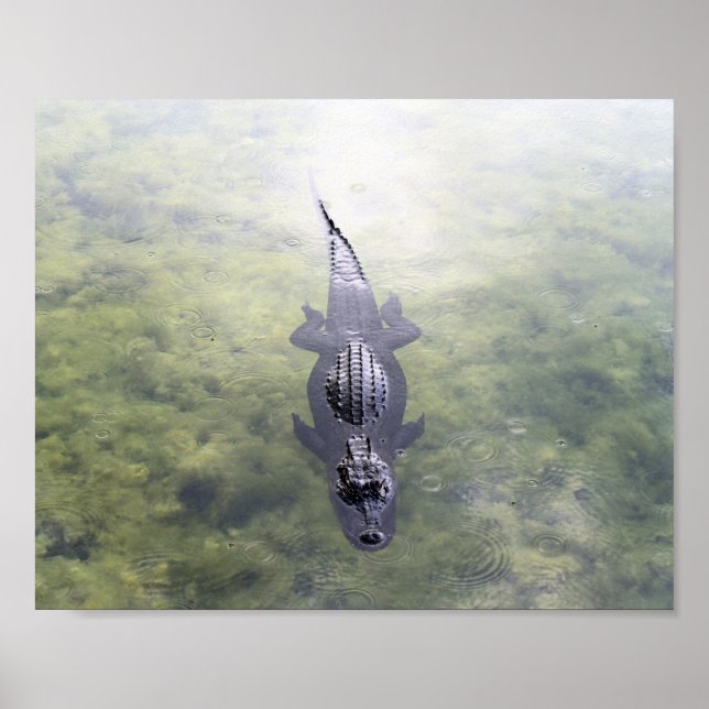 Alligator im Blue Hole, Big Pine Key, Florida Poster (Vorne)