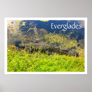 Alligator im Everglades National Park, Florida Poster