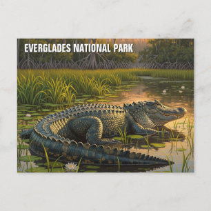 Alligator im Everglades-Nationalpark Postkarte