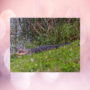 Alligator im Florida-Feuchtgebiet-Foto Puzzle