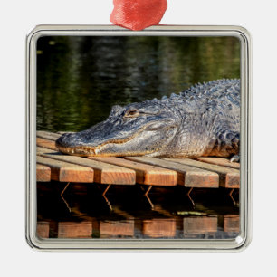 Alligator im Homosassa Springs Wildlife State Park Ornament Aus Metall