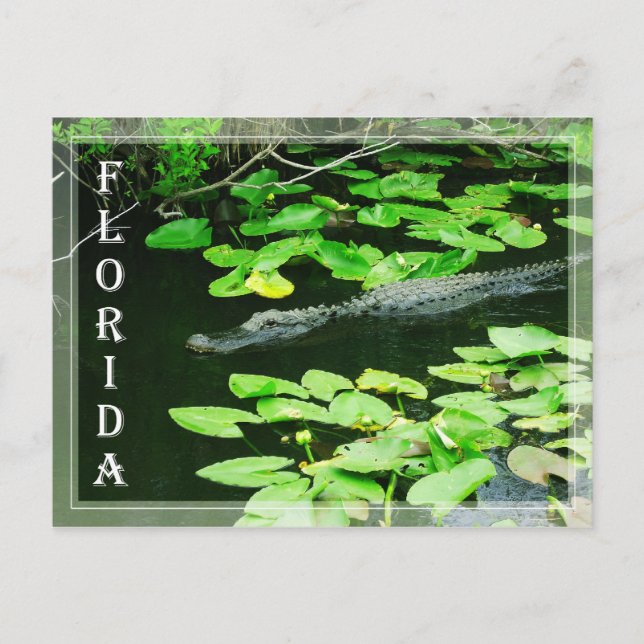 Alligator im Nationalpark Everglades, Florida Postkarte (Vorderseite)