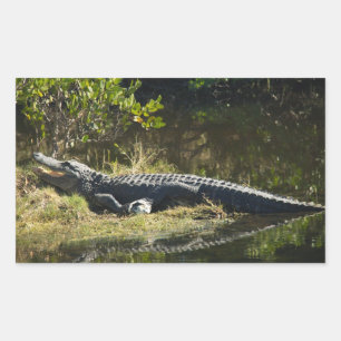 Alligator im Sonnensumpf Rechteckiger Aufkleber