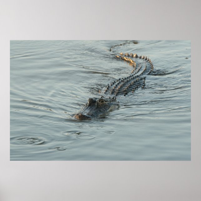 Alligator im Wasser Poster (Vorne)