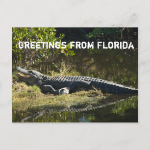 Alligator in der Sonne (mit Text) Postkarte