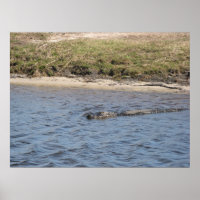 Alligator in der Wasserdruckmaschine