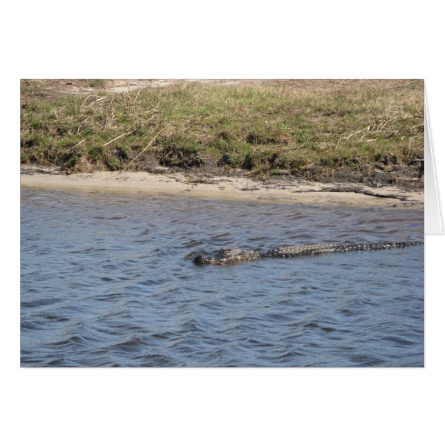 Alligator in der Wasserkarte (Vorderseite (Horizontal))