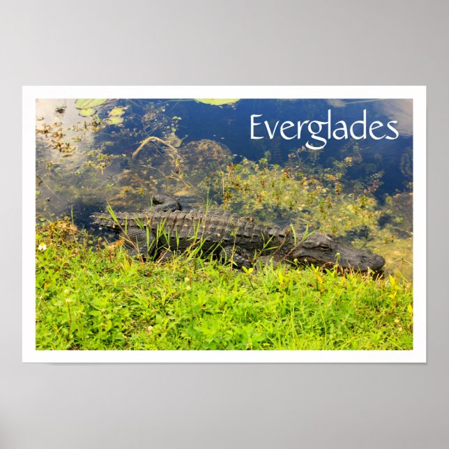 Alligator in Everglades National Park, Florida Poster (Vorne)