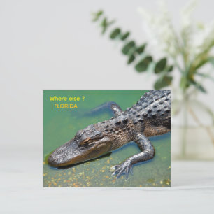Alligator in Florida Postkarte