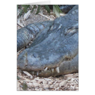 Alligator in seinem natürlichen Lebensraum