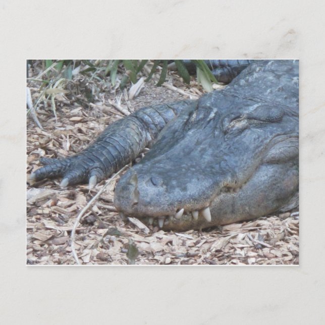 Alligator in seinem natürlichen Lebensraum Postkarte (Vorderseite)