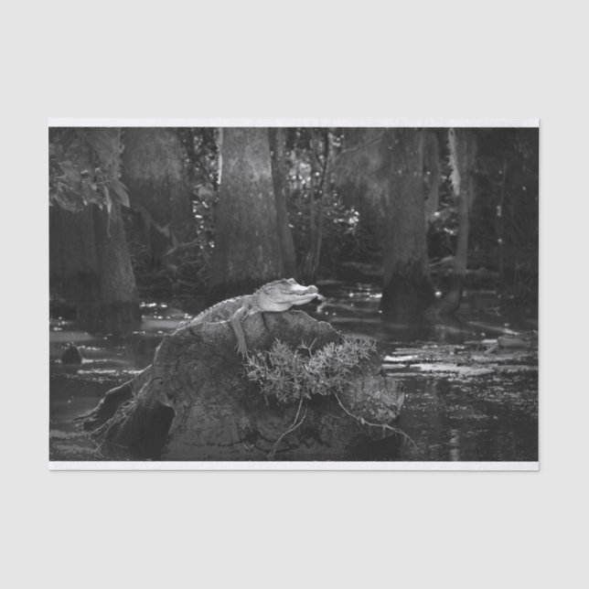 Alligator in Sumpf | Schwarzweiss Seidenpapier (Vorderseite)