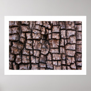 Alligator Juniper Bark Poster