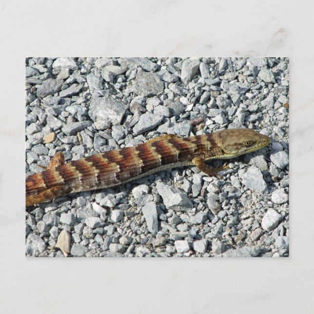 Alligator Lizard Postcard Postkarte (Vorderseite)