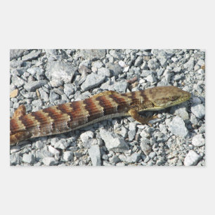 Alligator Lizard Stickers