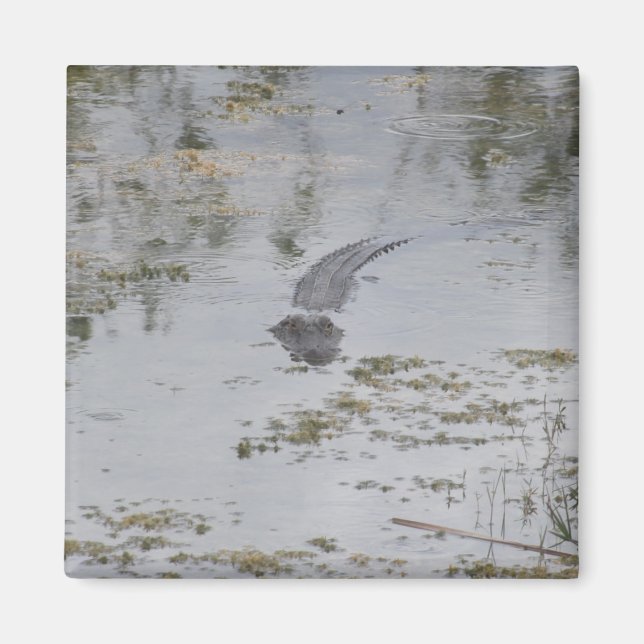 Alligator Magnet (Vorne)