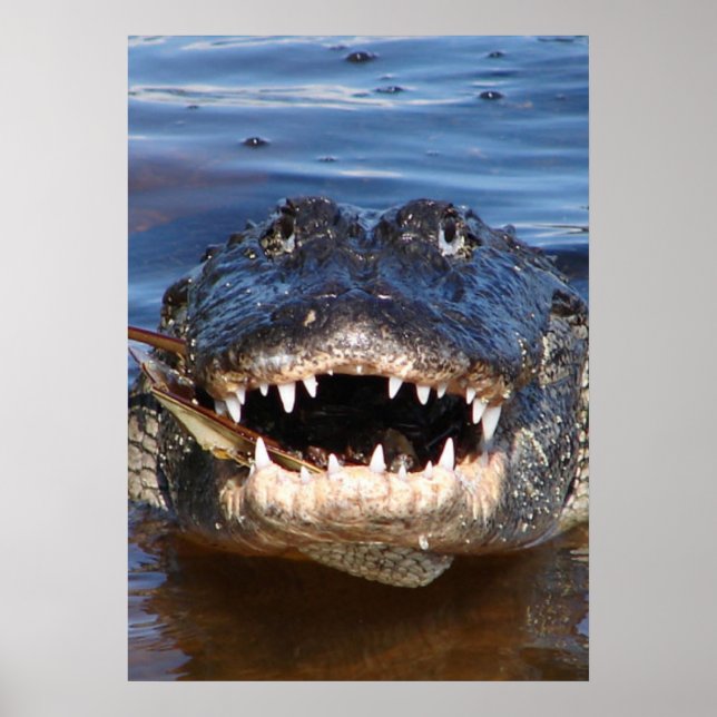 Alligator Mississipiensis Poster (Vorne)